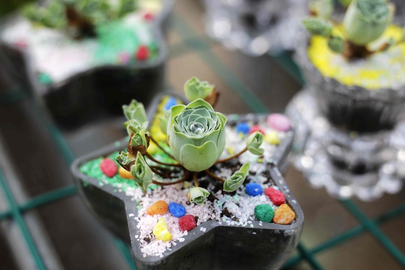 food and drink, green, craft, outdoors, no people, close-up, flowering plant, table, creativity, selective focus, art and craft, container, nature, decoration