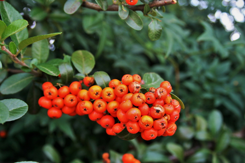 freshness, food and drink, seed, outdoors, fleshy, fruit, orange, focus on foreground, red, orange berries, summer, branch, no people, food, close-up, 4K