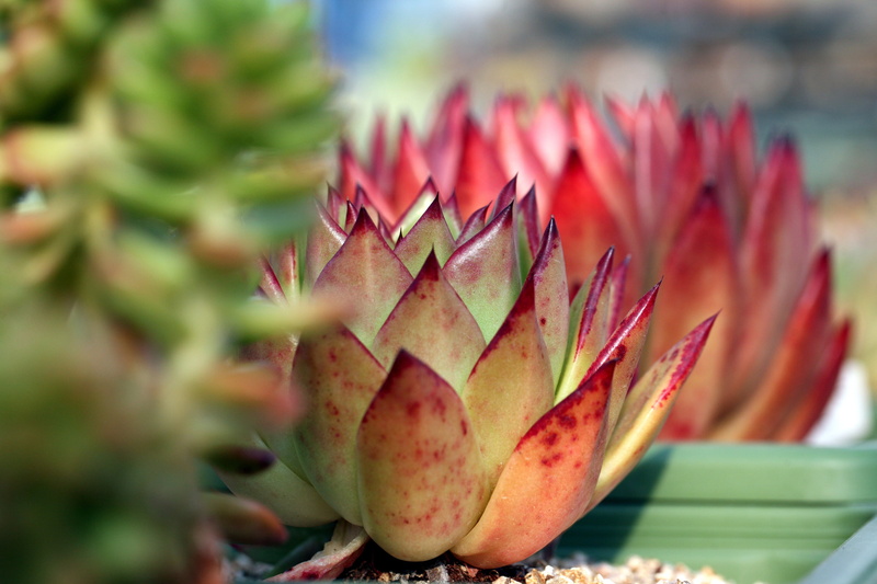 flower, plants, day, no people, beauty in nature, fleshy in this, food, red, succulent, botanical garden, green color, 4K, outdoors, a fleshy plant, vulnerability
