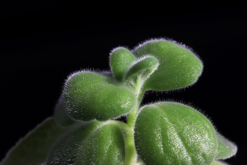 plant part, food, healthy eating, fragility, succulent, indoors, hub, green color, potted plant, beautiful, leaf, close-up, growth, food and drink, succulent plant
