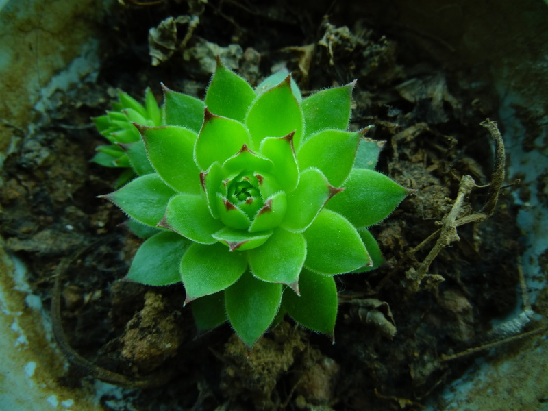 selective focus, plant part, flowering plant, close-up, beauty in nature, outdoors, growth, nature, high angle view, succulent plant, green, green color