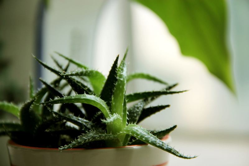 white, cactus, 2K, nature, houseplant, aloe vera plant, herb, focus on foreground, pot, close-up, selective focus, aloe plant, plant, plants, succulent plant