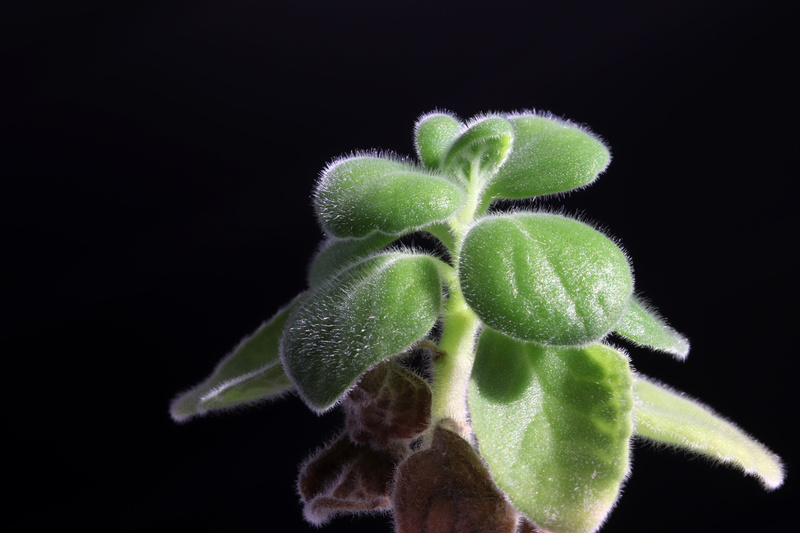 food, freshness, healthy eating, peppermint herb, food and drink, vulnerability, close-up, studio shot, a fleshy plant, makro, potted plant, nature, growth