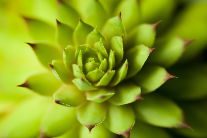 plant part, close-up, freshness, a fleshy plant, selective focus, green, beauty in nature, outdoors, backgrounds, flowers, full frame, no people, tabitha