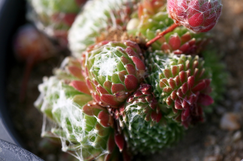 indoors, organic, vegetable, fleshy in this, nature, food, a fleshy plant, greenhouse, still life, healthy eating, close-up, garden, high angle view, cactus