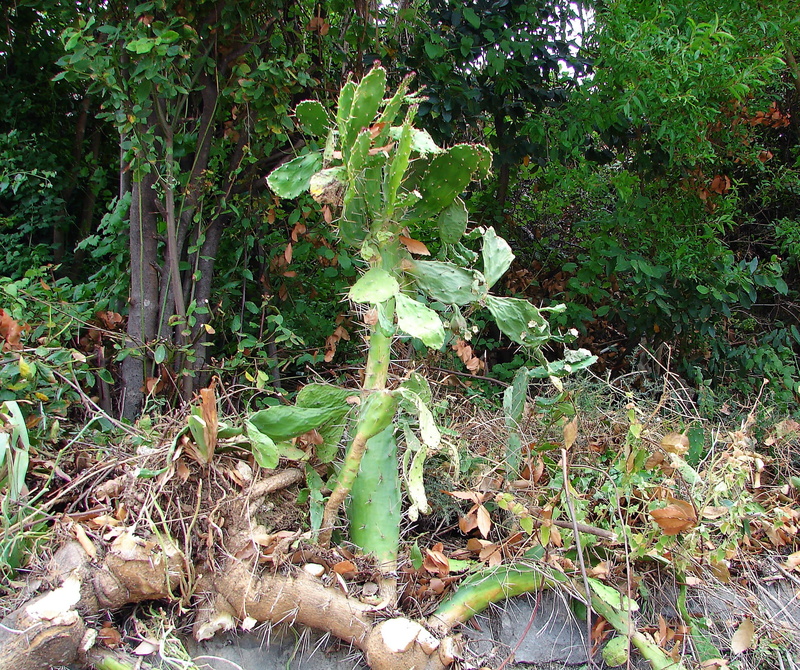 growing, nature, sunlight, outdoors, roots, big, leaf, fleshy, plants, tree, dense, flora, day, backgrounds, cacti, greenery, cactus, plant part, 1080P