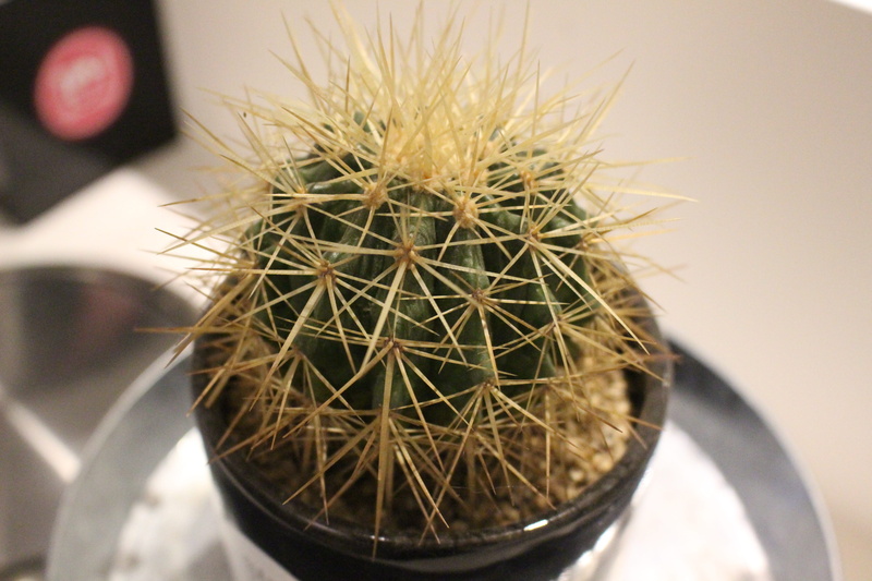 selective focus, plant, a fleshy plant, houseplant, fleshy in this, indoors, table, 5K, day, succulent plant, communication, nature, cactus, flower pot