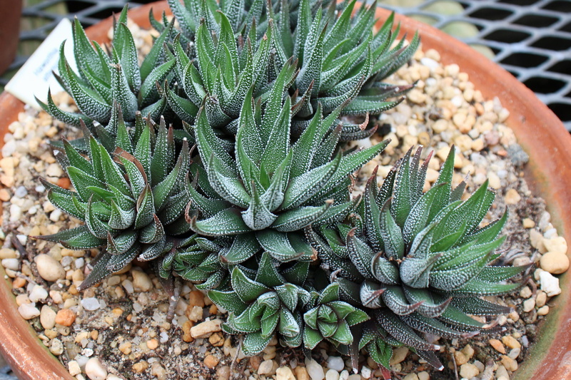 succulent cactus, growing, zebra, africa, aloe, mini succulents, indoor succulents, desert, african plants, focus on foreground, attenuata, plants, growing succulents