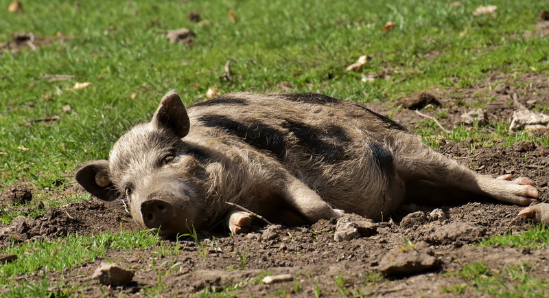 vertebrate, lying down, land, field, mini, pig, funny, animals in the wild, domestic animals, piglet, sweet, gray, day, small pigs, mammal, mud, green