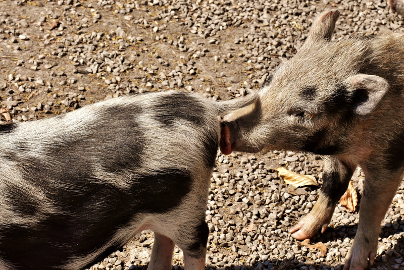 nature, field, 5K, no people, pot bellied pig, land, cute, pets, domestic, mammal, small pigs, play, herbivorous, livestock, sweet, day, domestic animals