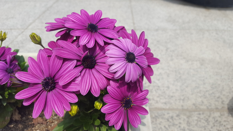 no people, growth, mini potted, fragility, flowering plant, vulnerability, freshness, beauty in nature, nature, feel good, flowers, plant, flower, spring