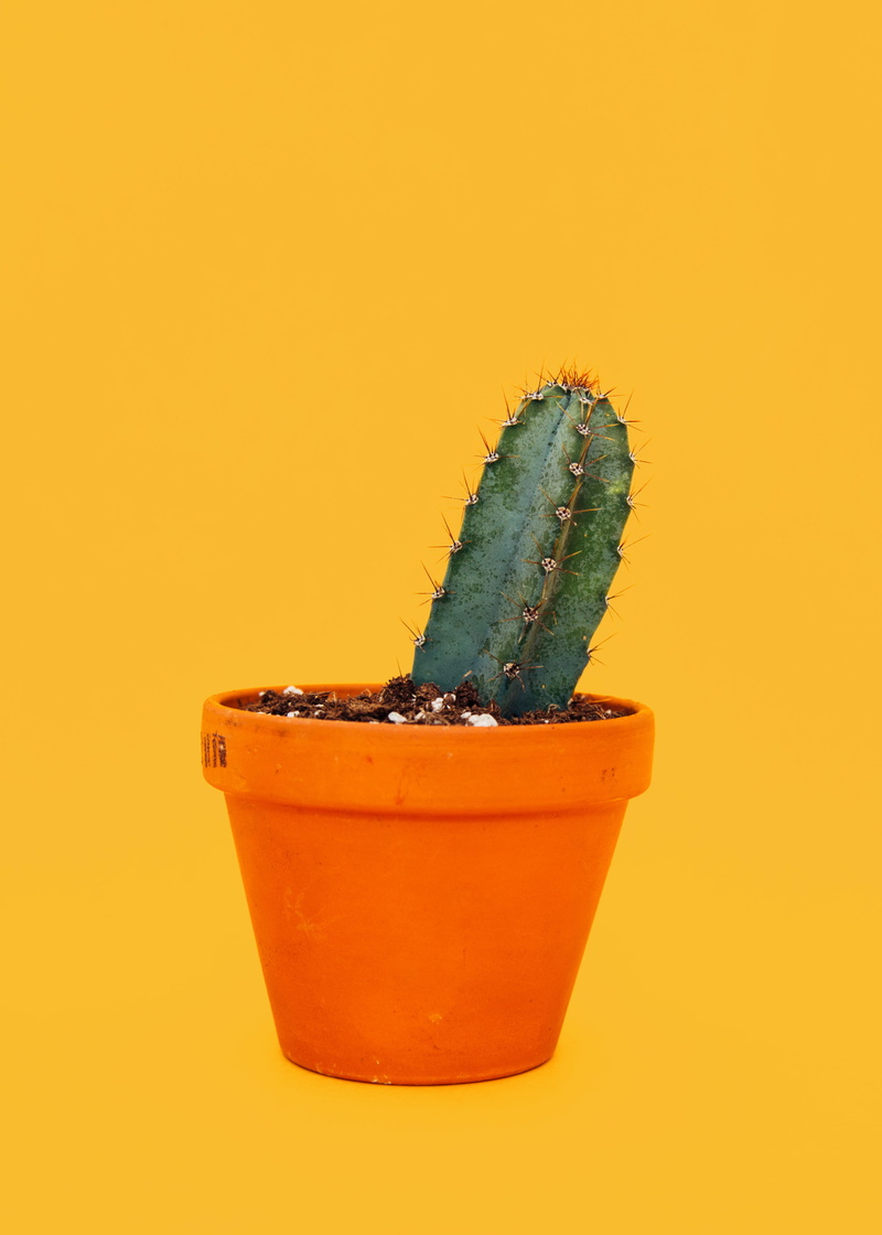 no people, succulent plant, orange background, unporn, brown, green color, close-up, sharp, plant, growth, cactu, single object, small, peni, pot, colored background