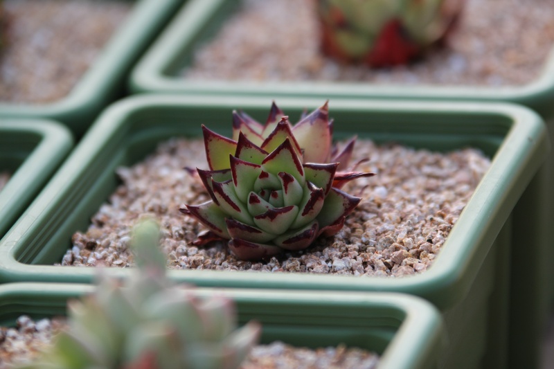 flower head, thorn, nature, succulent plant, selective focus, close-up, cactus, freshness, plant, tray, potted plant, garden, growth, 5K, plant part, botanical garden