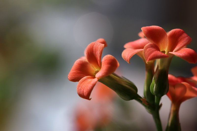 beautiful, close-up, nature, petal, flower, focus on foreground, growth, selective focus, vulnerability, flowering, bud, makro, affix, freshness, plants