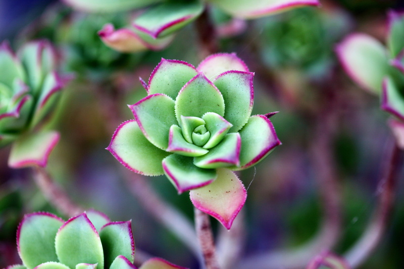 makro, plants, flower, leaf, growth, selective focus, day, affix, plant, cactus, fragility, a flower garden, nature, 4K, purple, no people, vulnerability