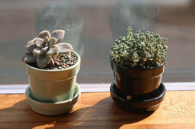 potted plant, food and drink, flowers, day, sunlight, herb, food, succulent plant, green color, succulent, 5K, growth, still life, foliage plants, plants