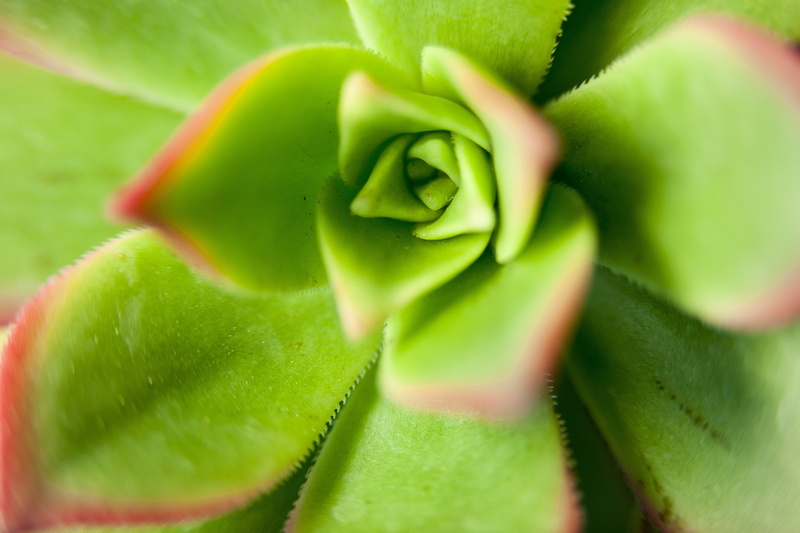 mini potted, affix, selective focus, no people, leaf, flower, close-up, day, outdoors, succulent plant, fleshy in this, makro, food and drink, macro, 4K