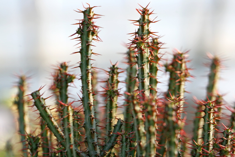 no people, mini potted, thorn, focus on foreground, succulent, botanical garden, flowers, spiked, plant stem, coniferous tree, needle - plant part, flower