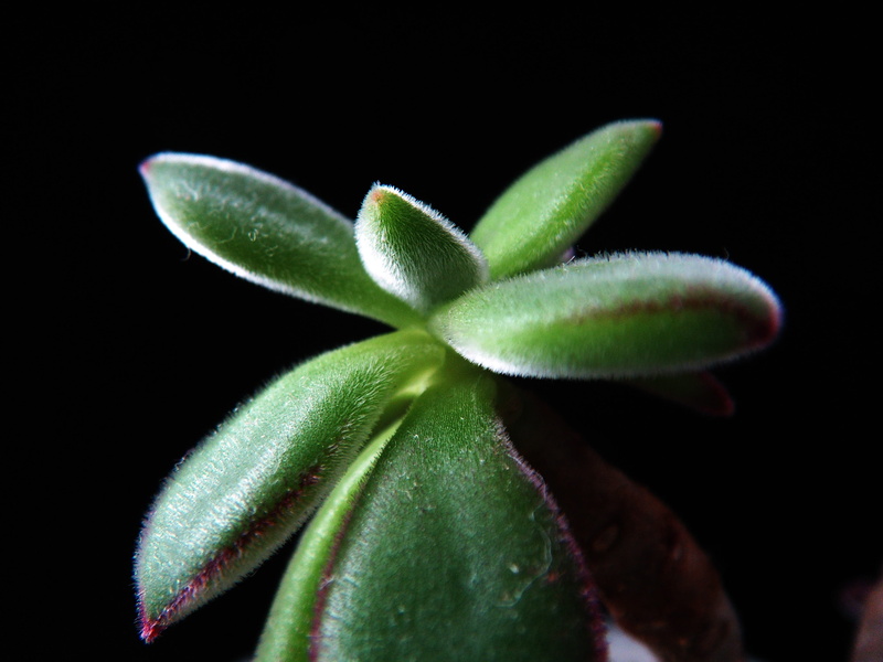 purity, plants, a fleshy plant, green, growth, plant part, props, freshness, beauty in nature, state of the union, succulent, no people, nature, botany
