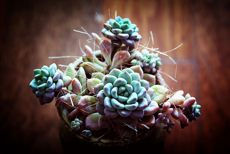 wellbeing, plant, studio shot, succulent plant, growth, a fleshy plant, green color, nature, ornamental plants, beauty in nature, close-up, fruit, flower