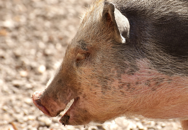 one animal, vertebrate, mammal, no people, day, pot bellied pig, close-up, looking, sunlight, animal wildlife, focus on foreground, nature, brown, cute