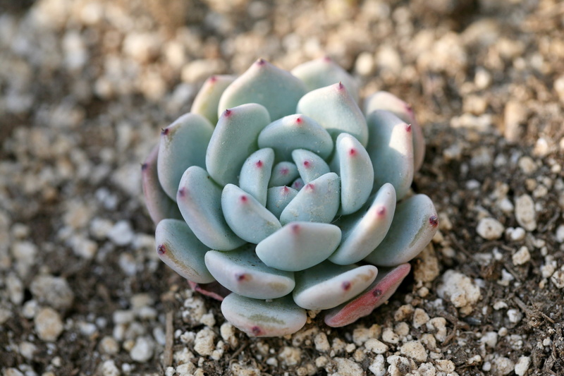 succulent plant, makro, natural pattern, day, mini potted, affix, botanical garden, land, green, focus on foreground, a flower garden, field, gravel, no people