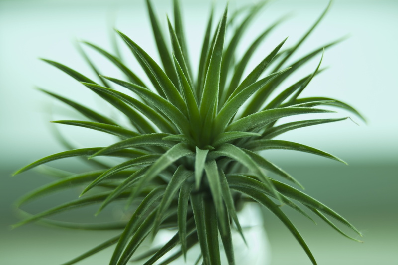 marijuana - herbal cannabis, plant, alternative medicine, day, no people, plants, palm leaf, mini potted, nature, growth, flower, herbal medicine, plant part