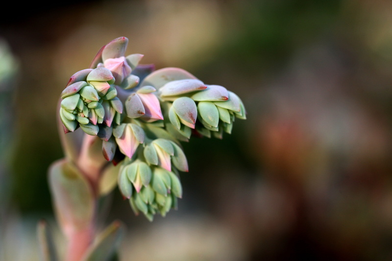 botanical garden, flower, botany, bud, nature, flowers, greenhouse, day, fragility, a flower garden, focus on foreground, inflorescence, petal, succulent