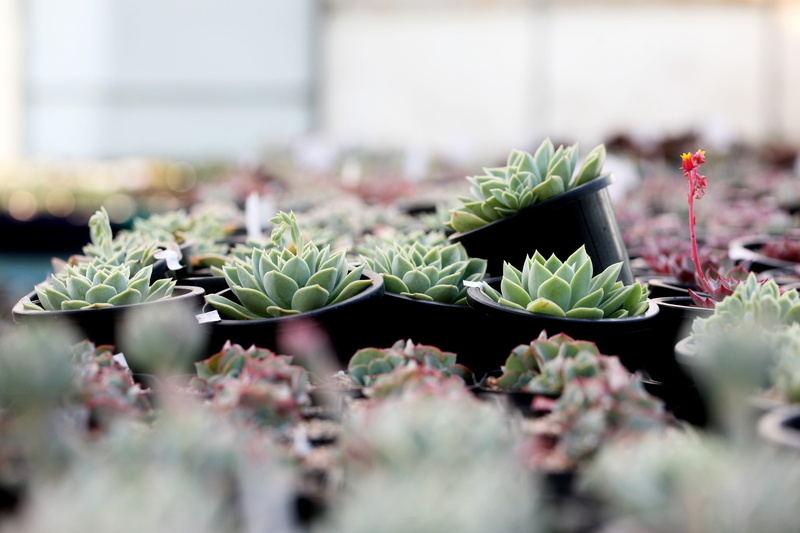 4K, potted plant, flowers, Plant, makro, beauty in nature, food and drink, nature, selective focus, outdoors, close-up, succulent, succulent plant, no people