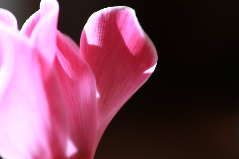 selective focus, black background, plants, 5K, light, no people, pink color, red, growth, studio shot, cyclamen, flowering plant, freshness, beauty in nature