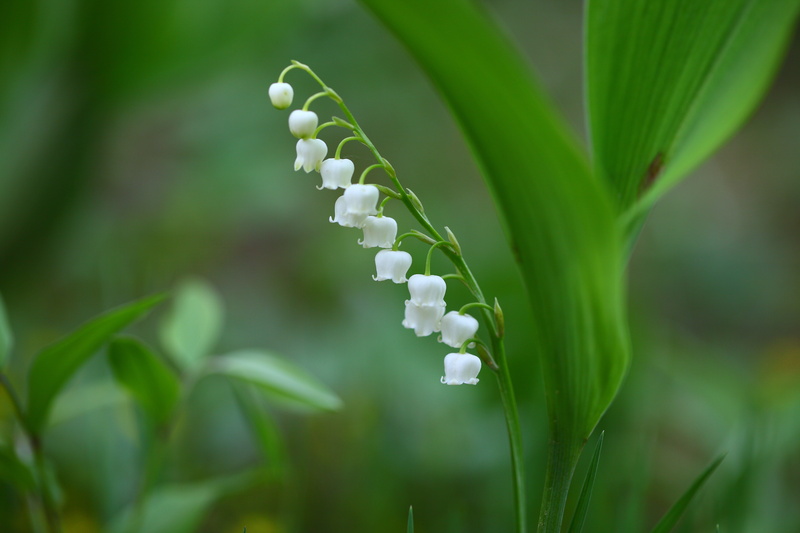 lily of the valley, plant, focus on foreground, leaf, spring, silver bell, white, flower head, beauty in nature, green color, flower, plants, their mums