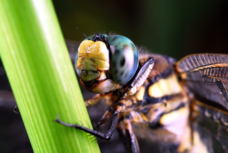 animal body part, compound eyes, nature, one animal, dragonfly, insects, plant part, animal wing, macro, day, focus on foreground, animal themes, animal eye