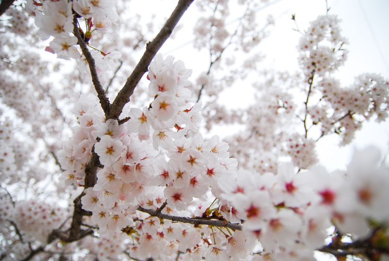 affix, plants, flower, spring, nature, white color, pink petals, bunch of flowers, korea, close-up, flowers, fragility, springtime, petal, spring flowers