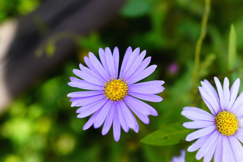 springtime, plant, focus on foreground, vulnerability, purple, purple flowers, petal, flower head, pollen, fragility, flower, flowers, outdoors, yellow