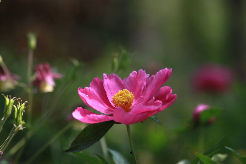 plant, may, garden, red, vivid, blossom, inflorescence, pollen, flower tree, tree peony, season, leaf, vulnerability, park, bud, the, peony flowers, flower