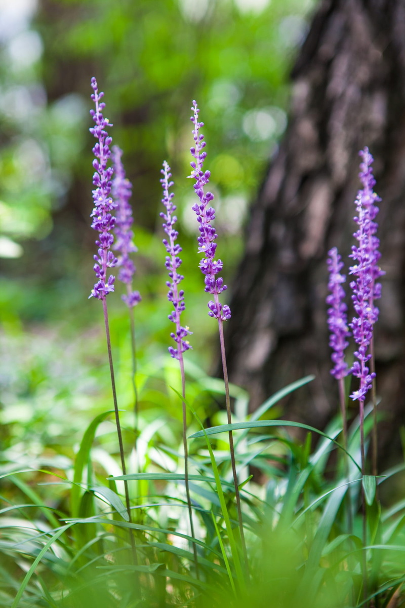 freshness, flowers, plant, beauty in nature, springtime, focus on foreground, nature, see flowers, liriope, flowering plant, selective focus, flower, flower head