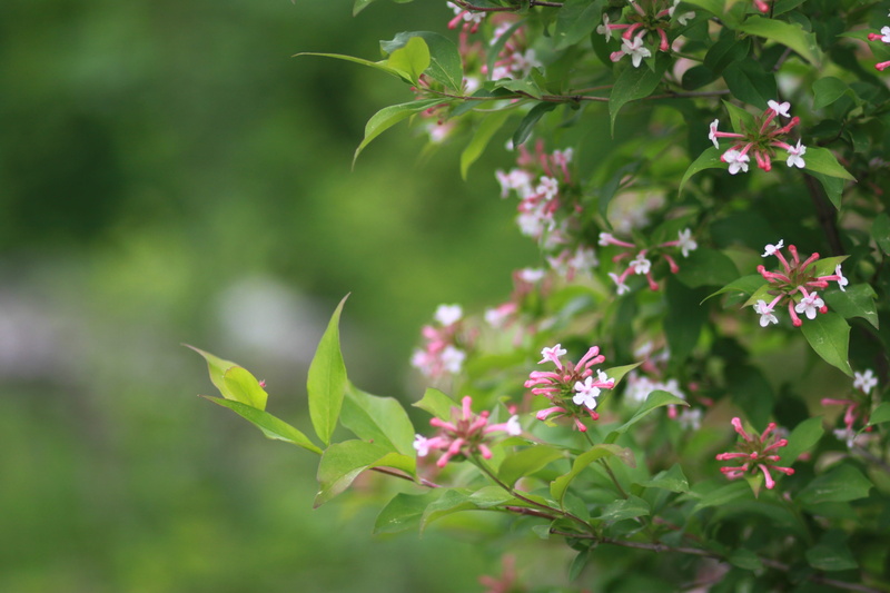 hub, wild plants, petal, wild, abelia tyaihyoni nakai, beauty in nature, park, ecology, s, green color, fresh medium, outdoors, landscape, noel online gift shop