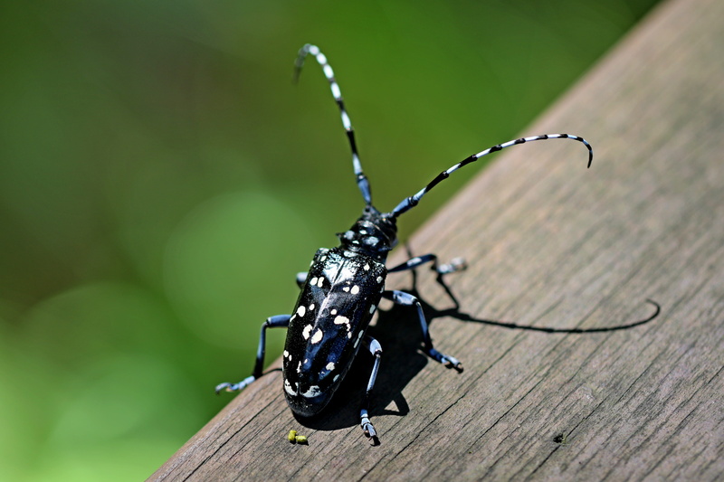 arthropod, animal themes, nature, macro, focus on foreground, outdoors, invertebrate, selective focus, no people, forest, close-up, closeup, black color