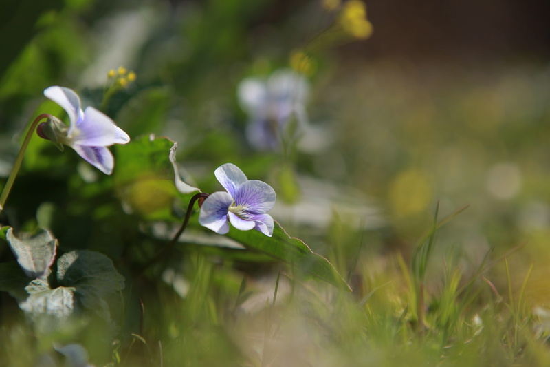 purple, inflorescence, green color, blossom, beauty in nature, blue flower, cluster, selective focus, close-up, flowers, no people, growth, flower garden