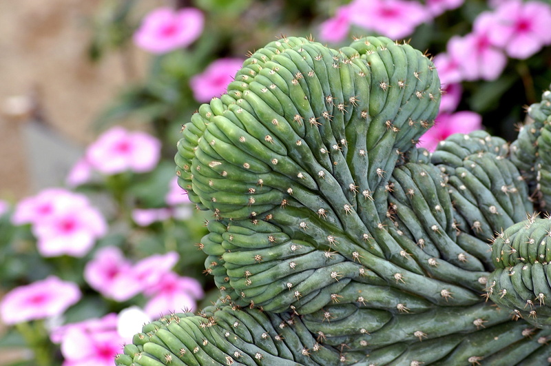 day, focus on foreground, succulent plant, Cactus, plant part, outdoors, flower, food and drink, Flowers, greenhouse, Plants, freshness, close-up, plant