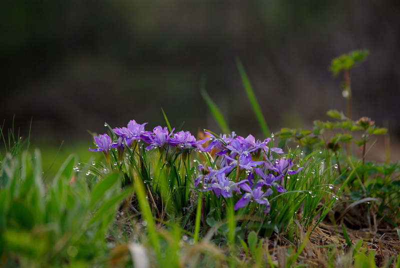 leaf, mountain, purple, dew, flowers, land, vulnerability, wild, outdoors, petaled, selective focus, petal, each time vary, flower head, field, plant, beauty in nature