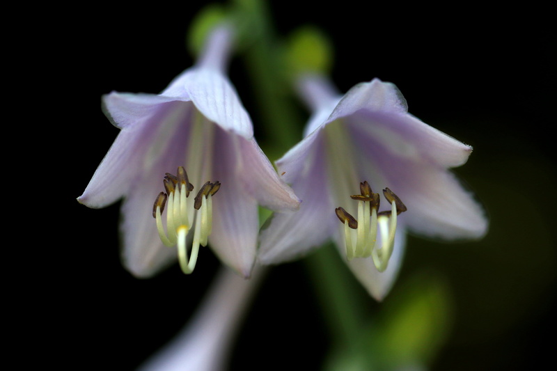 freshness, fragility, petal, 5K, forest, no people, blossom, botany, plants, makro, flowers, plant, white color, inflorescence, park, selective focus