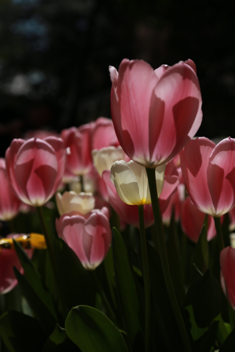 plants, beauty in nature, flowers, no people, growth, pink flower, flowering plant, beautiful, flower horn, day, affix, summer, hwasaham, central park