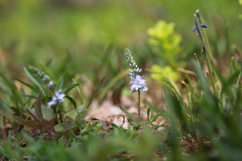 freshness, blue flower, pool, vulnerability, flowering, light green, bud, flower horn, fresh medium, garden, plants, landscape, noel online gift shop, affix