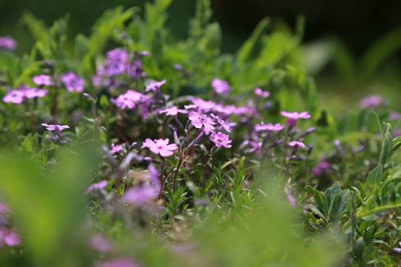 springtime, flower, flowers, garden, grass, s, nature, crush, beauty in nature, petal, freshness, flowering plant, see flowers, flower gardens, purple
