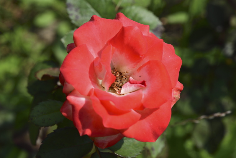 botany, focus on foreground, beauty in nature, vulnerability, 5K, flower head, outdoors, rose, no people, red, plant, close-up, day, pollen, affix, petal