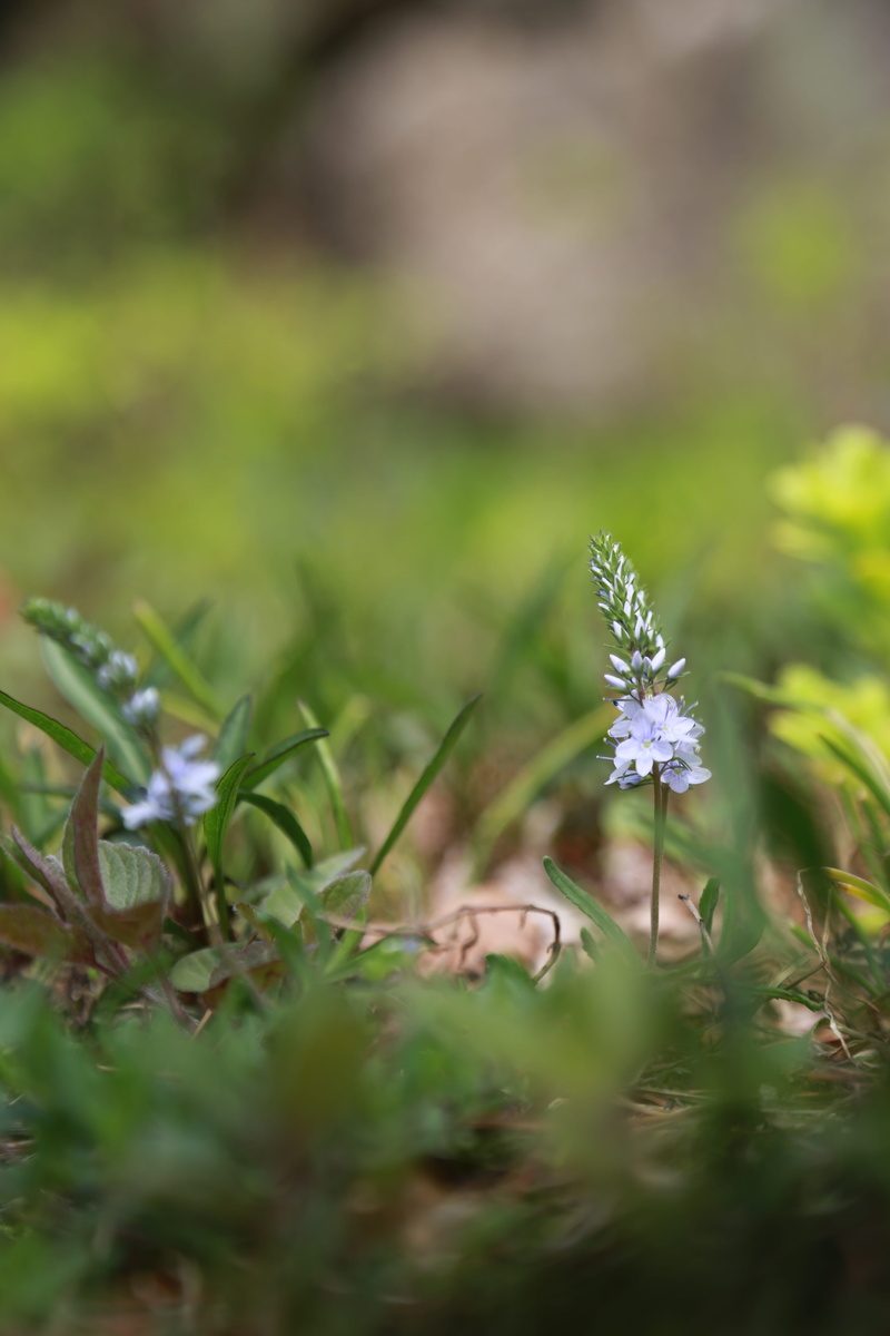 green, plants, freshness, bud, noel online gift shop, pool, nature, fresh medium, selective focus, no people, petal, green color, vivid, leaf, landscape