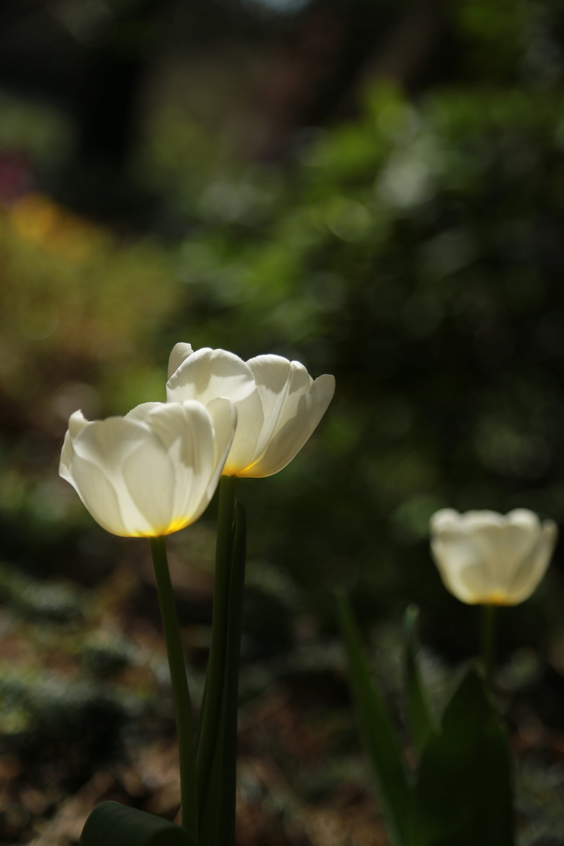 springtime, flower gardens, plant stem, white, summer, freshness, flower, white color, 5K, wildflower, landscape, field, day, vulnerability, white flower