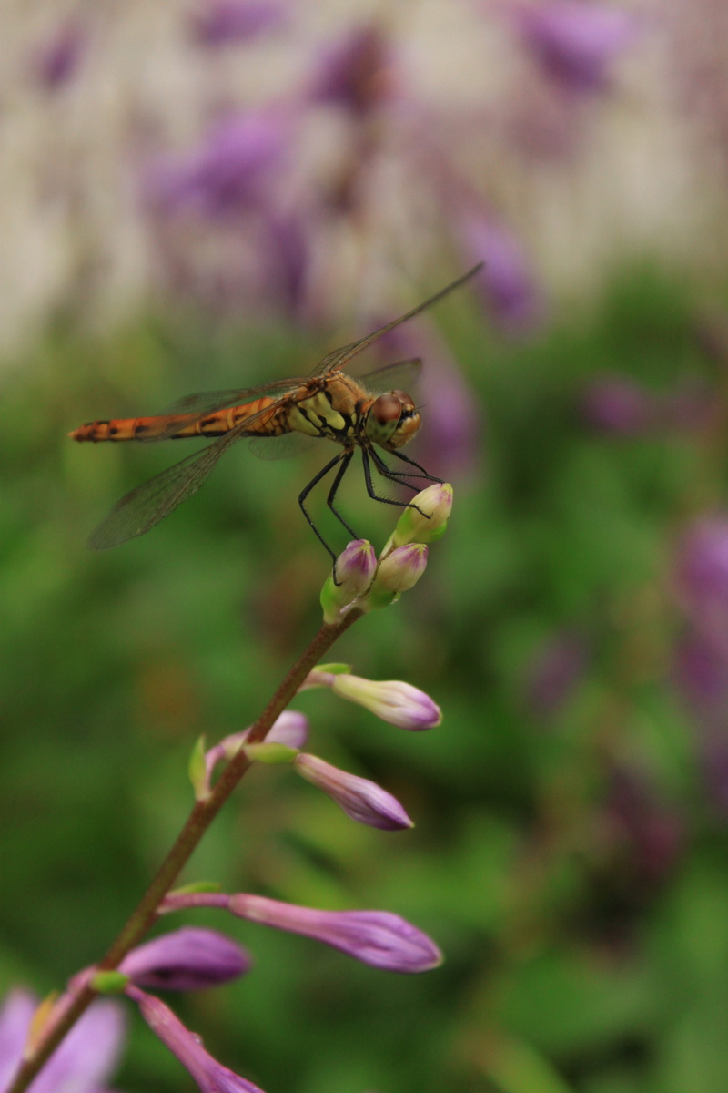 affix, animal wildlife, flower head, growth, red dragonfly, outdoors, animal themes, flower, insects, plant, animal wing, insect, fragility, animals in the wild