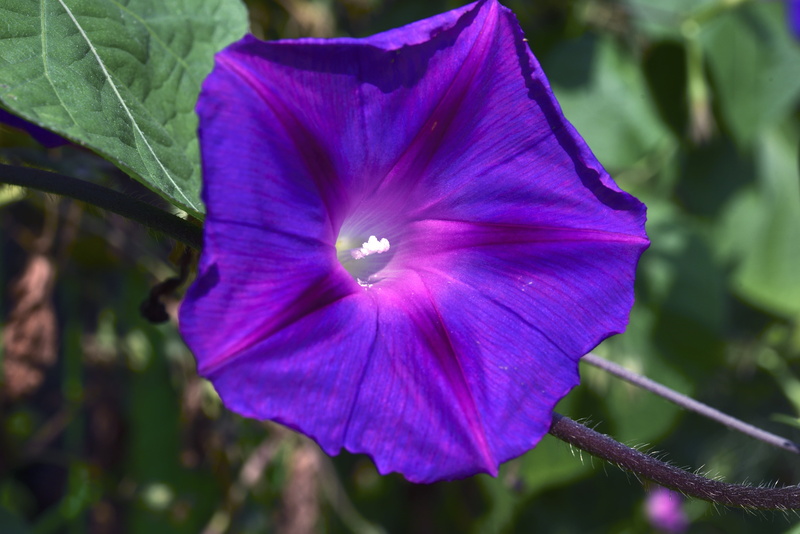 purple petunia, affix, pollen, close-up, plant, flowers, purple, no people, growth, nature, 5K, botany, flowering plant, freshness, petal, focus on foreground